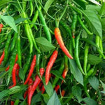 Organic hot chili pepper seeds for bonsai or home garden