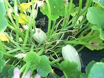 Bush Delicata Squash Cucurbita pepo seeds for garden planting