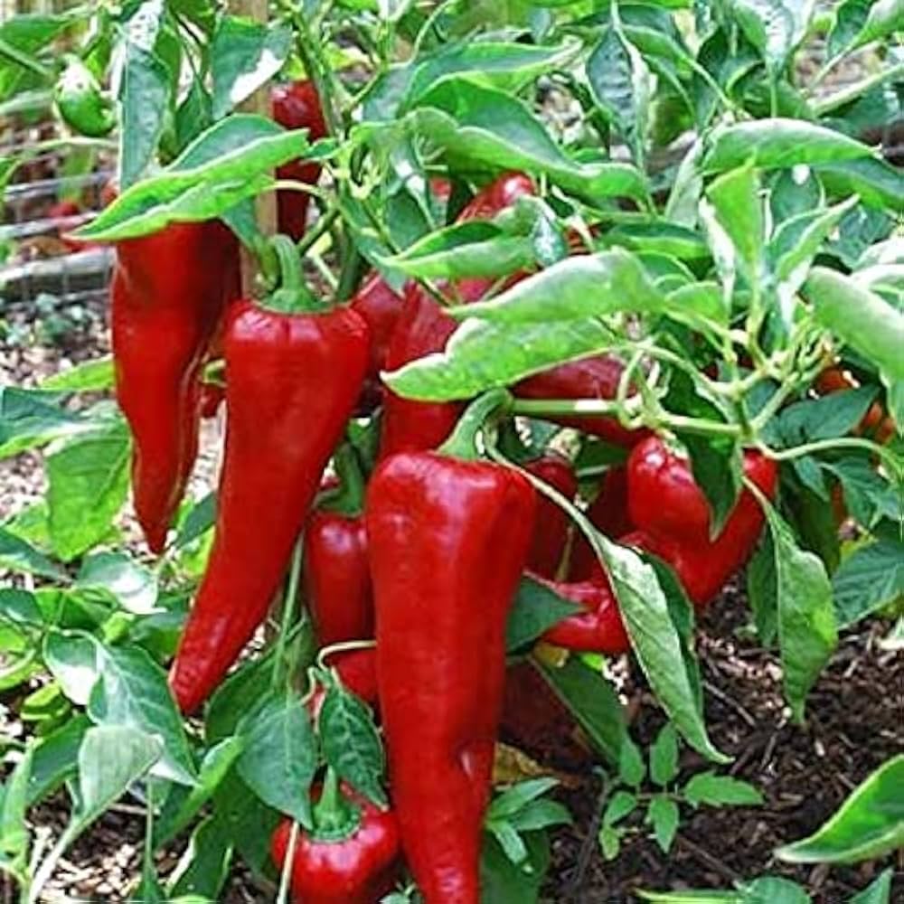 Pepper Seeds Lila Marconi Hybrid Paprika Seeds
