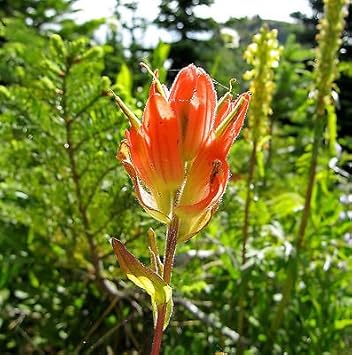Orange Castilleja Flower Seeds for Planting - 100