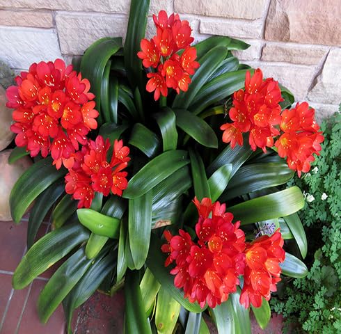Red Clivia Flower - Heirloom, Non - Gmo Seeds