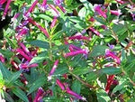 Cuphea Ignea Rose for planting in flower bed