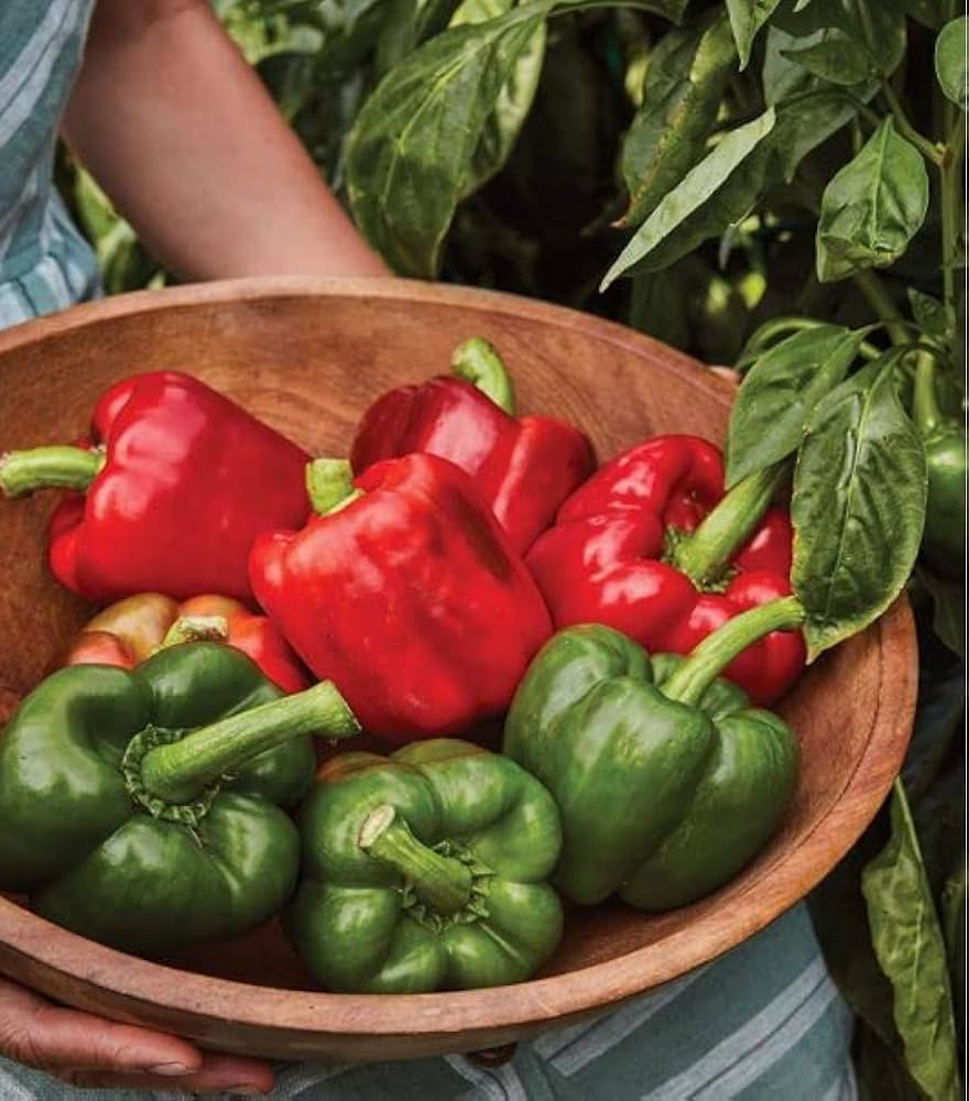 Colossal Hybrid Pepper Seeds | Huge Heavy-Walled Green-to-Red Peppers – Heirloom, Non-GMO, High Germination Organic Garden Seeds