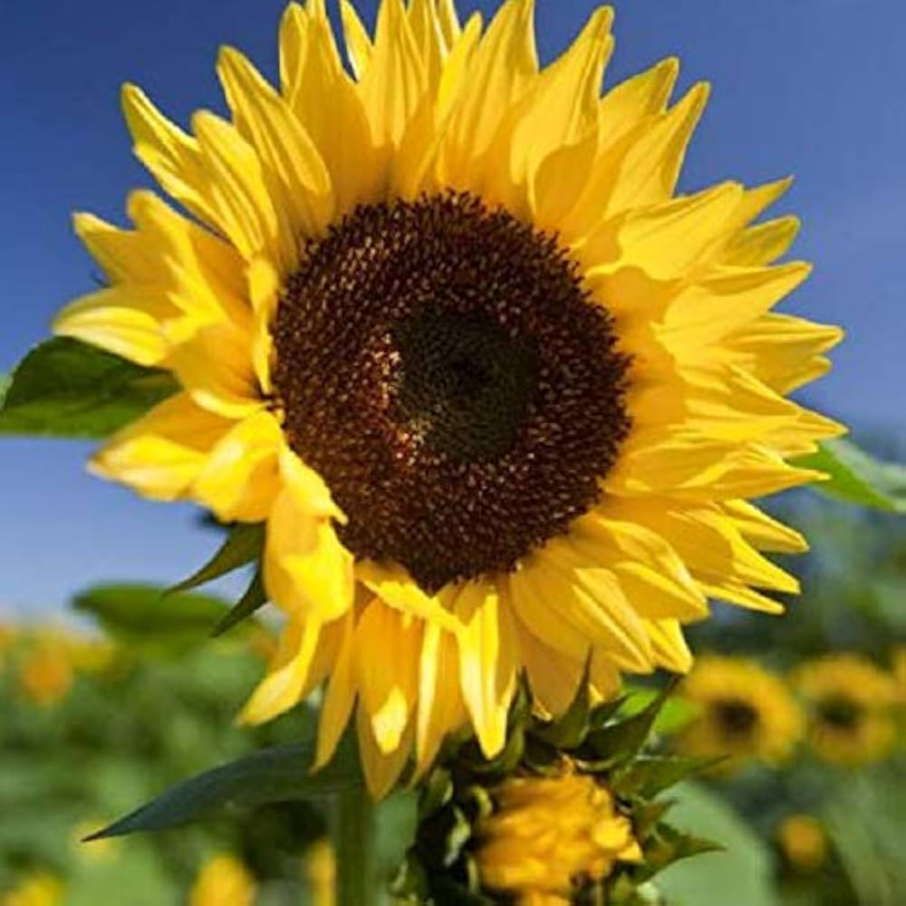 Sunflower Helianthus Annuus Flower Seeds for Planting – Great for Pollinator Gardens and Seasonal Blooms