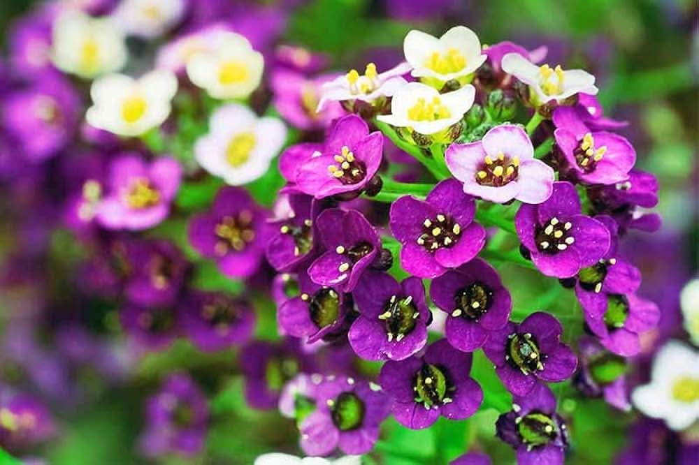 Alyssum Wonderland Mix Ground Cover Flowering Seeds For Planting
