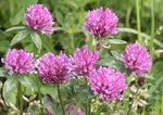 Pink Trifolium or Clover Flower Planting Seeds for Garden NON GMO Seeds Dhara Seeds