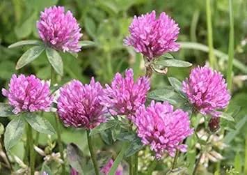 Pink Trifolium or Clover Flower Planting Seeds for Garden NON GMO Seeds Dhara Seeds