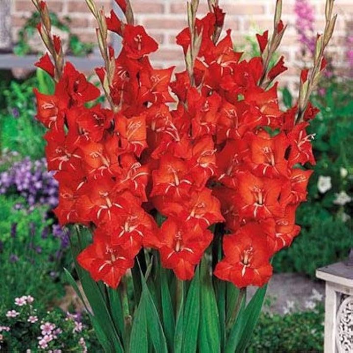 Gladiolus Flower Seeds for Planting, Red Variety, 100 pcs