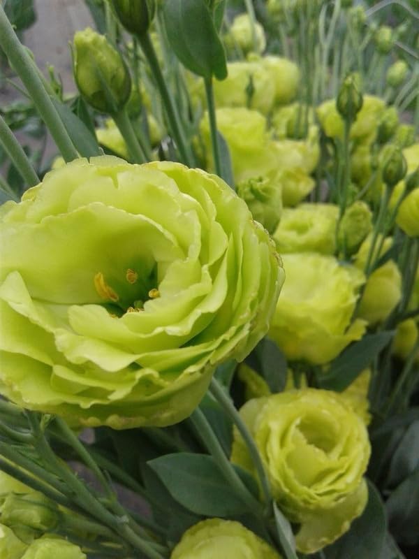 Green (Green scientific name) for planting in garden