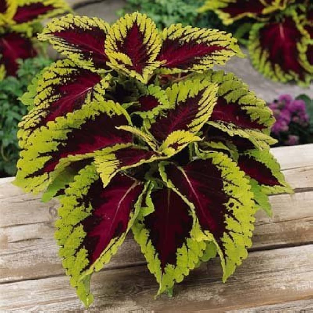 Coleus Kong Green foliage seeds for pots and urban gardens
