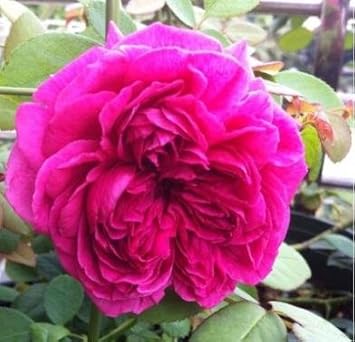 Pink (Pink scientific name) for planting in garden