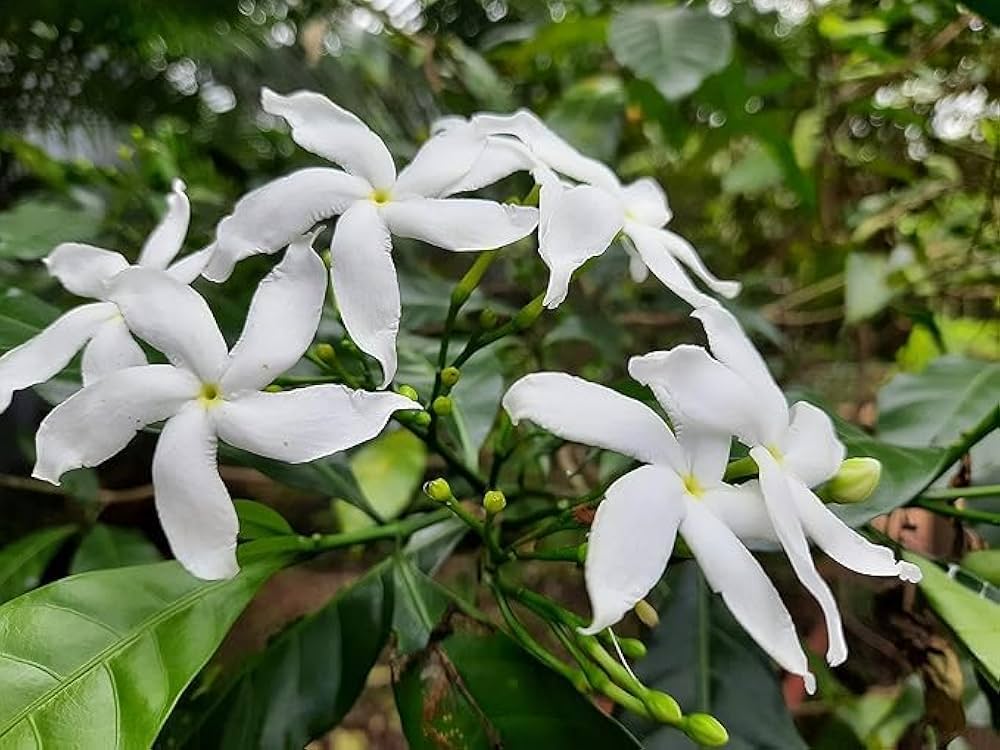 Crape Jasmine flower – seeds for planting in tropical garden
