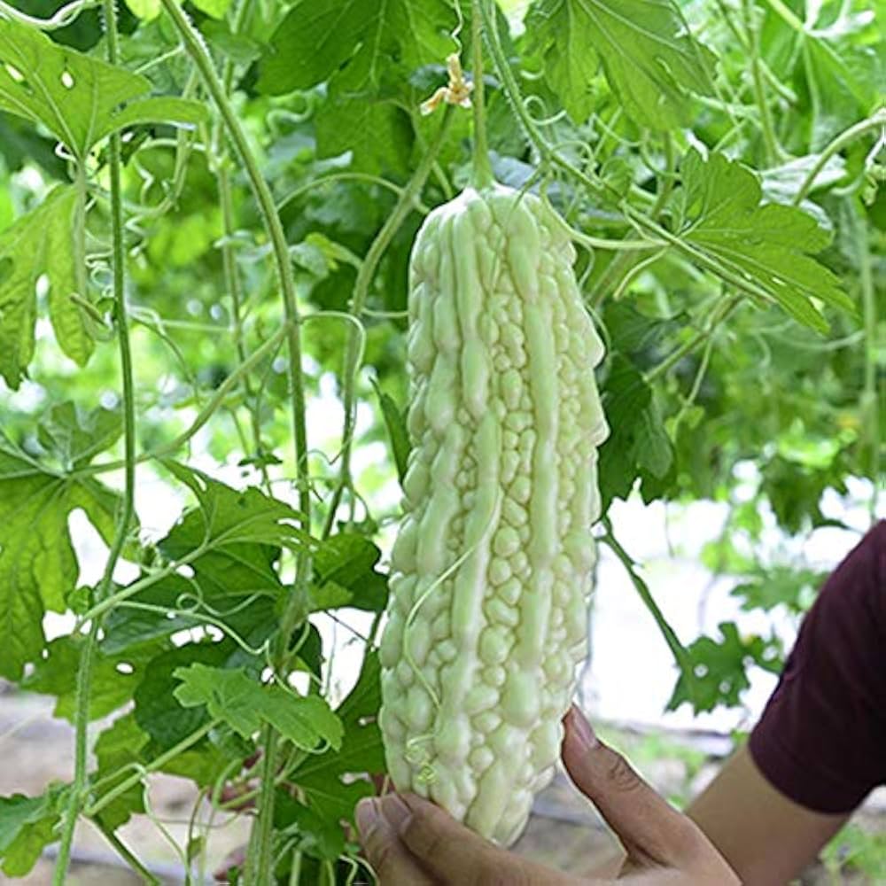Green Sweet Pepper Seeds – Best for Pots and Balcony Containers