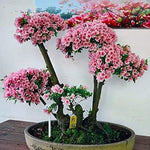 Pink Azalea Heirloom Non Gmo Image