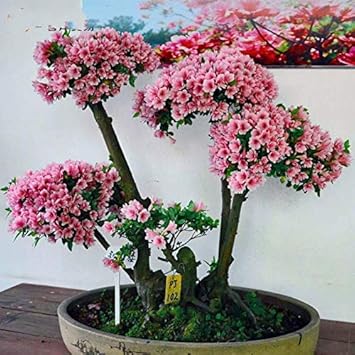 Pink Azalea Heirloom Non Gmo Image