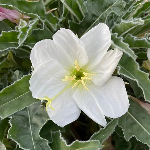 White Oenothera Flower - Heirloom, Non - Gmo Seeds