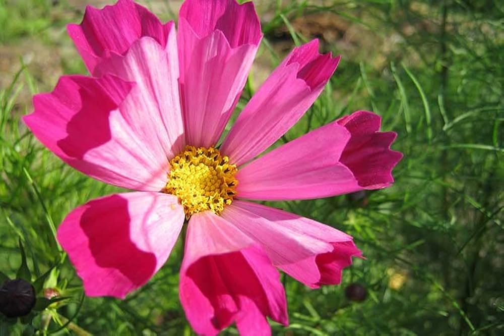 Cosmos Cosmos Bipinnatus Sea Shells Flower Seeds for Planting – Unique Petal Shape for Garden Borders and Cut Flowers