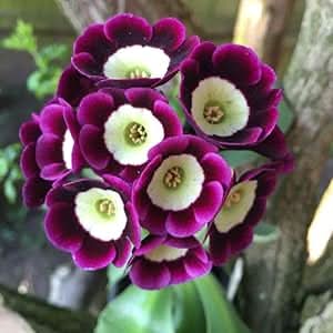 Europa Primula Acaulis Primrose Flower Seeds