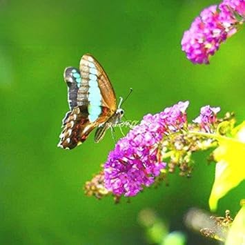 Pink Butterfly Bush Davidii Flower Heirloom Non Gmo Image