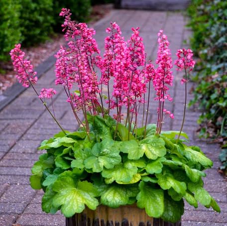 Green Heuchera - Heirloom, Non - Gmo Seeds