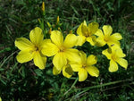 Golden Flax (Linum Flavum) Seeds