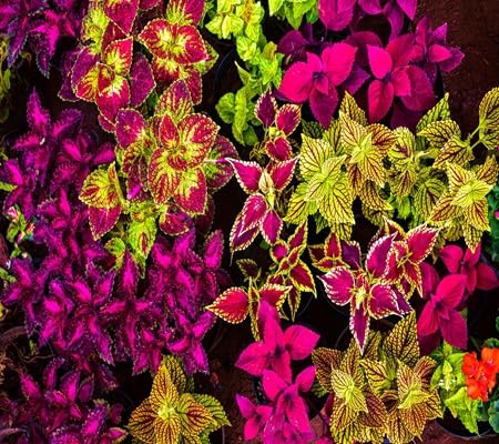 Mixed Coleus - Heirloom, Non - Gmo Seeds
