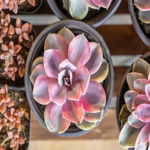 Giant Succulent Pink - Heirloom, Non - Gmo Seeds