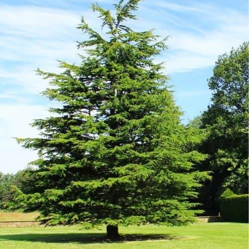 Cedar Tree Green