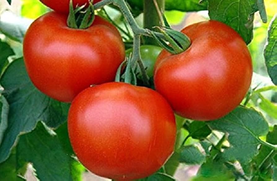 Tomato Andromeda F1 Solanum lycopersicum vegetable seeds for planting in vertical garden or home garden