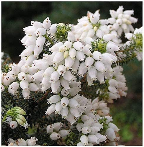 Heirloom Non-GMO Kinlochruel White Heather (Calluna Vulgaris) - Seeds for Beautiful White Flowering Shrubs