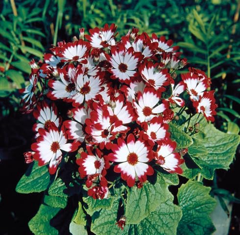 Red White Cineraria Flower