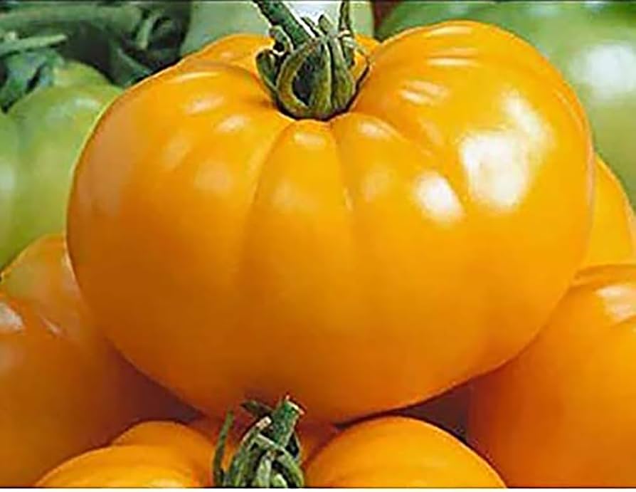 Yellow Brandywine Tomato Seeds Solanum lycopersicum for Planting in Vegetable Patch and Backyard Garden