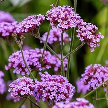Multi-Color Verbena Flower Seeds for Planting – Heirloom, Non-GMO, Organic for planting in your garden.