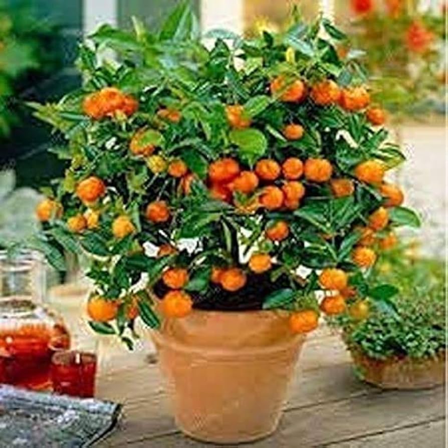 Dwarf Washington Navel Orange Tree Seeds for Planting for Indoor or Outdoor Garden