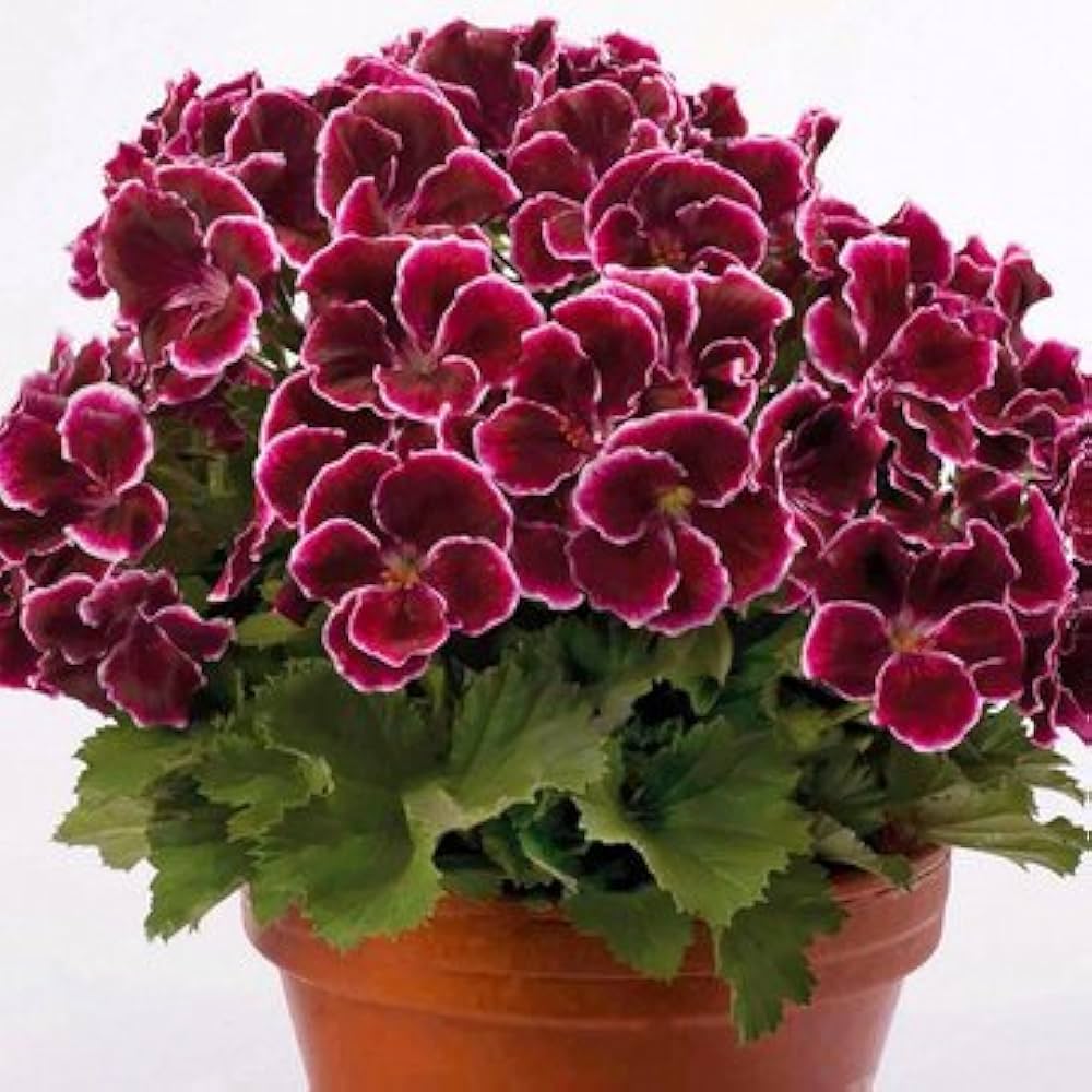 Burgundy Blooms Geranium Heirloom Non-GMO Seeds for Planting for planting in your garden.