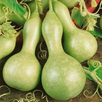 Long‑Handle Calabash Gourd Lagenaria siceraria seeds for garden planting