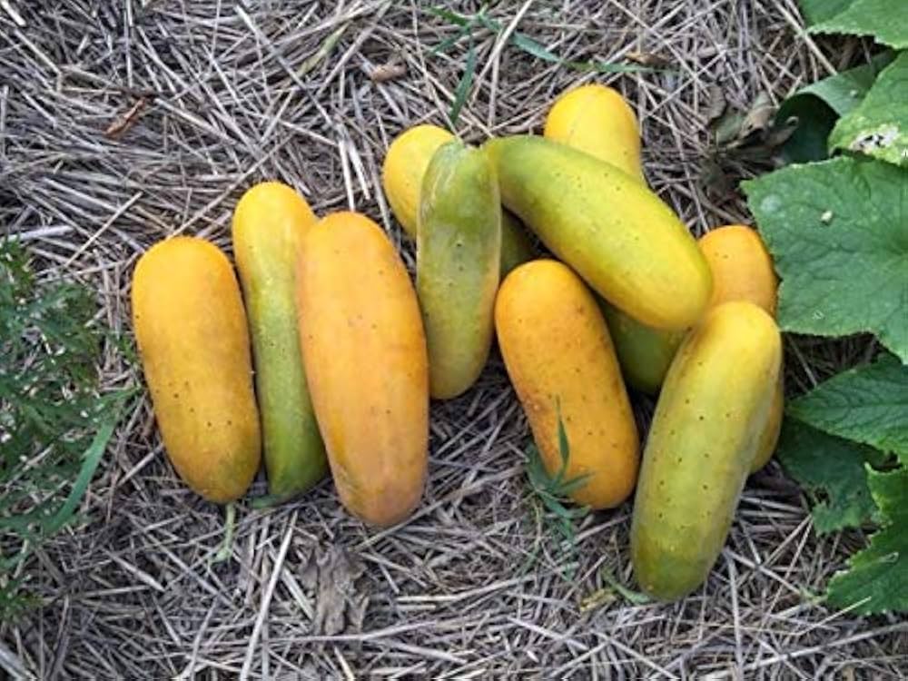 Cucumber Seeds Red, Yellow, White for Planting vegetable patch