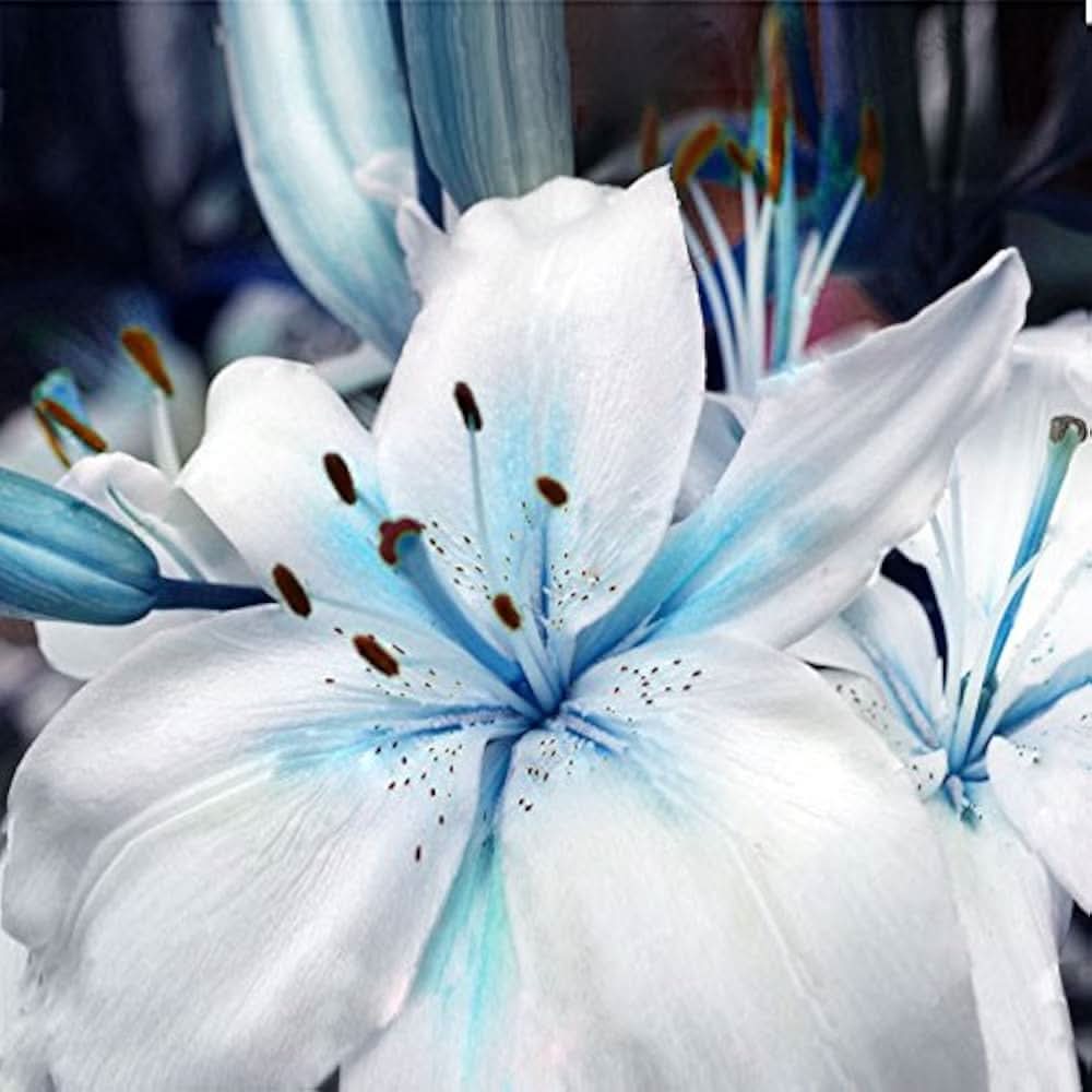 Blue Heart Lily Nymphaea caerulea flower seeds for planting in backyard ponds and water gardens