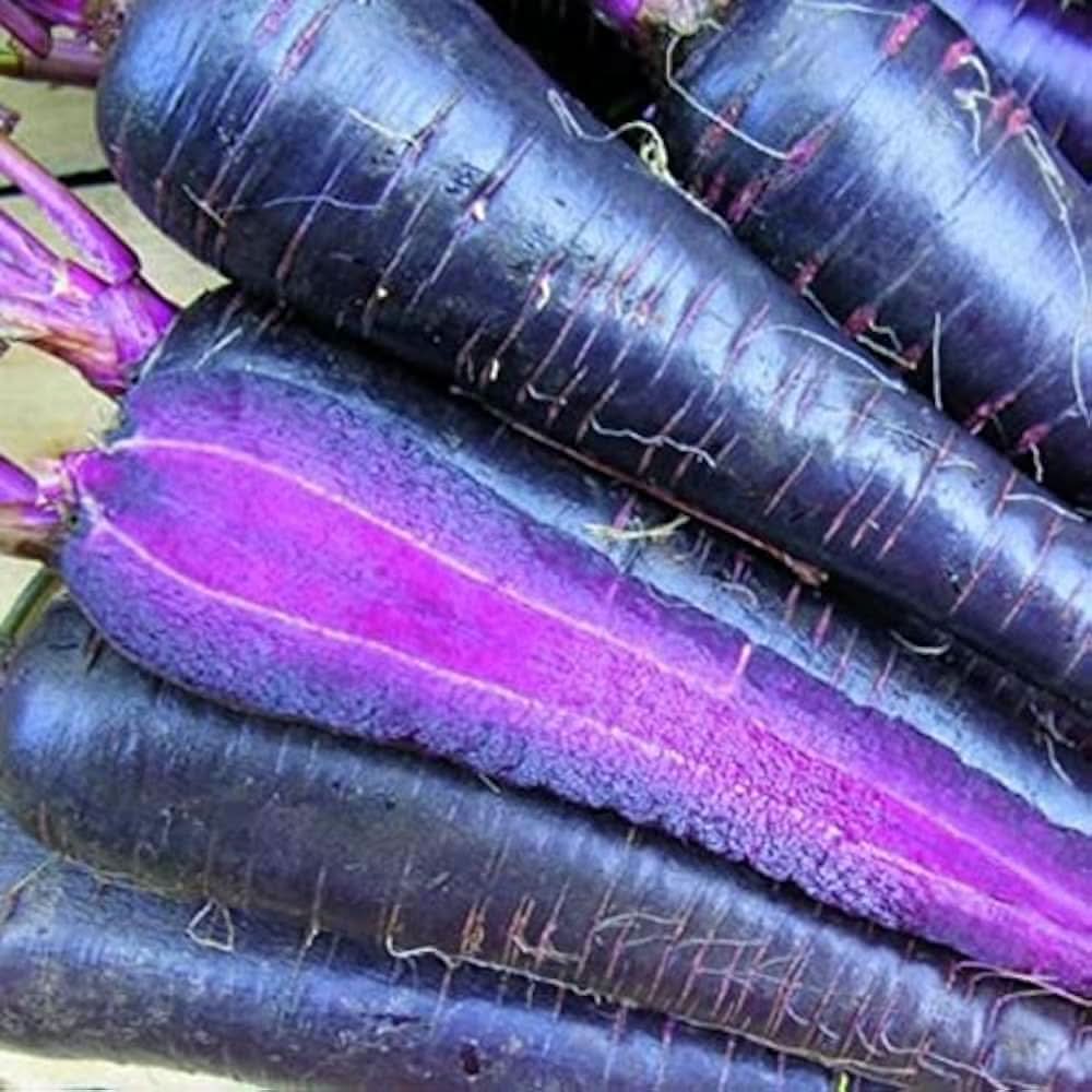 Organic Blue Carrot Daucus Carota Vegetable Seeds for Planting in Home Garden and Vertical Garden Spaces