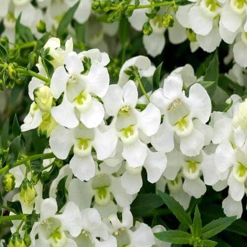 Angelonia Flower White - Heirloom, Non - Gmo Seeds