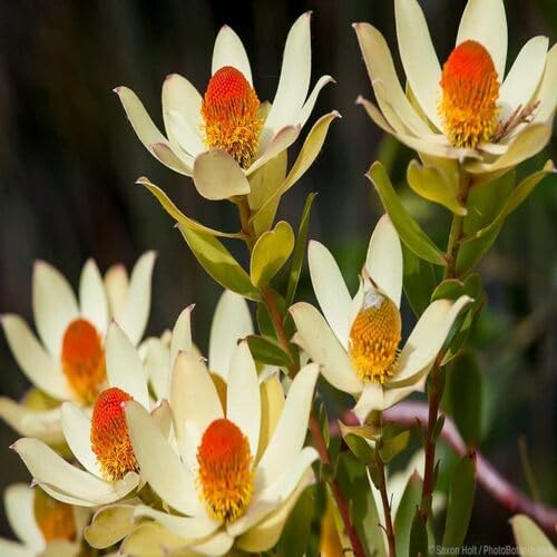 Red Yellow Leucadendron Flower - Heirloom, Non - Gmo Seeds