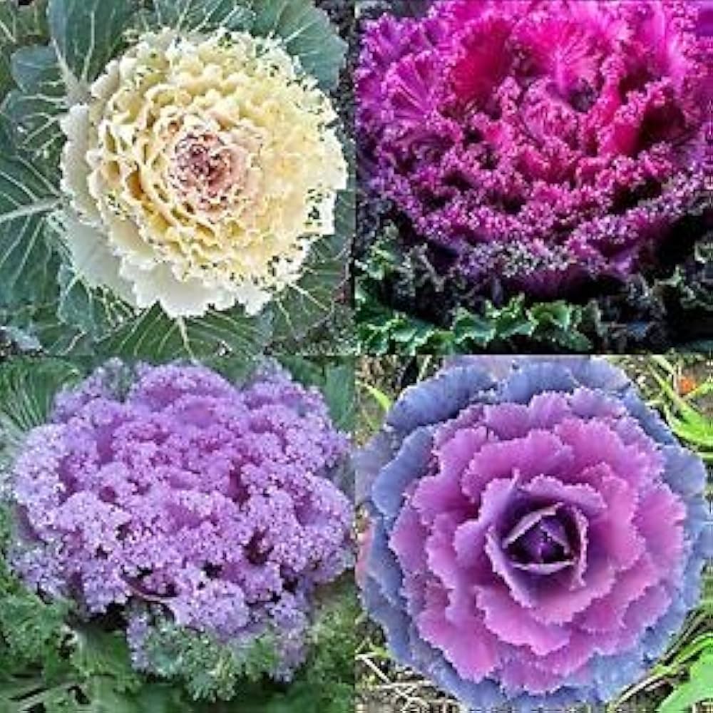 Flowering Cabbage Brassica oleracea for planting in vegetable patch