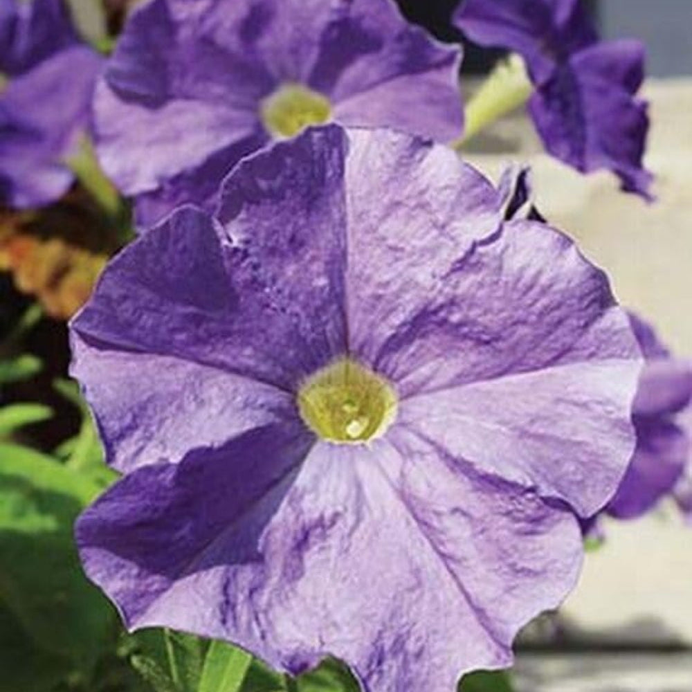 Evening Scentsation Petunia Seeds | Highly Fragrant Blue Petunia – Heirloom, Non-GMO, High Germination Organic Garden Seeds