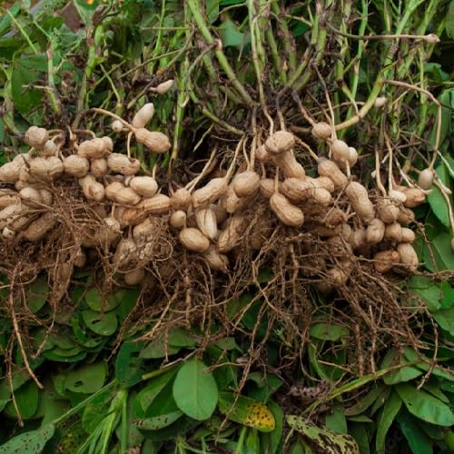 Green Peanut - Heirloom, Non - Gmo Seeds