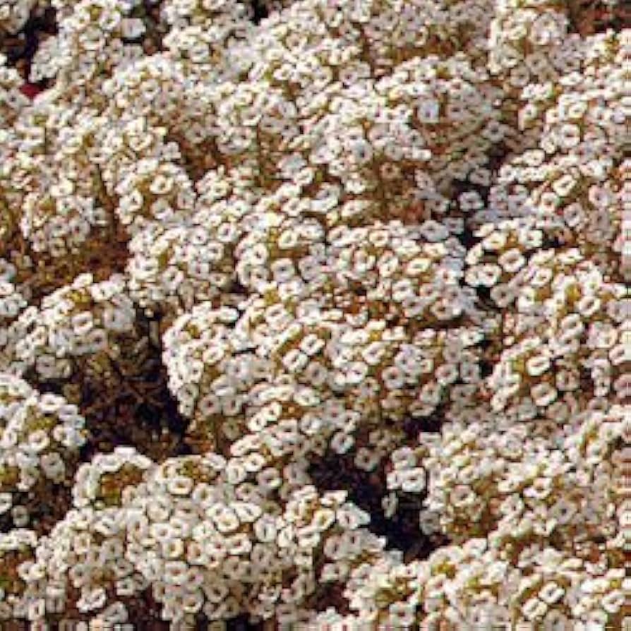 Sweet Alyssum Pastel Carpet Mix Lobularia Maritima Flower Seeds