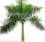 Green Palm Heirloom Non Gmo Image