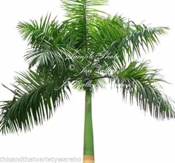 Green Palm Heirloom Non Gmo Image
