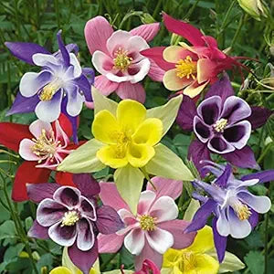 Aquilegia Flower Aquilegia spp. Seeds for Planting for Flower Bed and Urban Garden