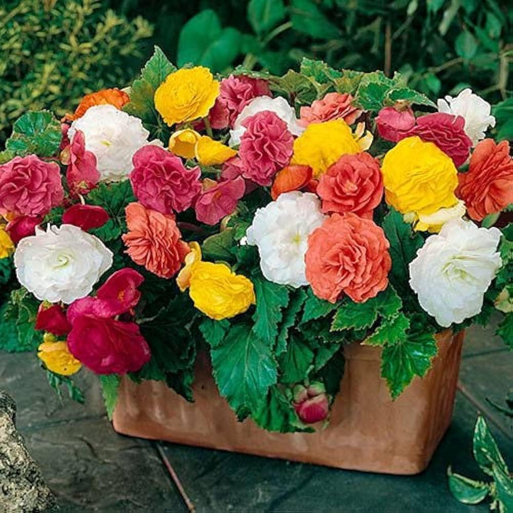 Begonia Begonia Rex Rare Color Flower Seeds for Planting – Perfect for Indoor Decor and Shaded Garden Beds