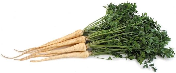 Parsley Hamburg Petroselinum crispum herb seeds for planting in kitchen garden or raised beds